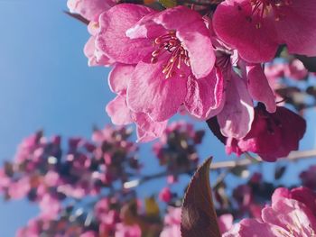 Close-up of cherry blossoms in spring