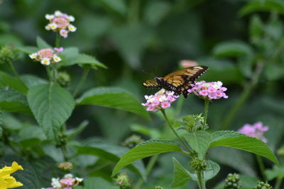 Close-up of butterfly pollinating on pink flower