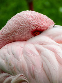 Close-up of a bird