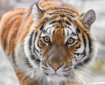 Close-up portrait of tiger