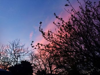 Low angle view of silhouette trees against sky