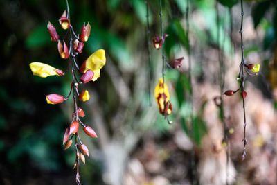 Close-up of flowering plants