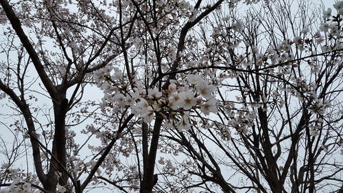 Low angle view of white flowers blooming on tree