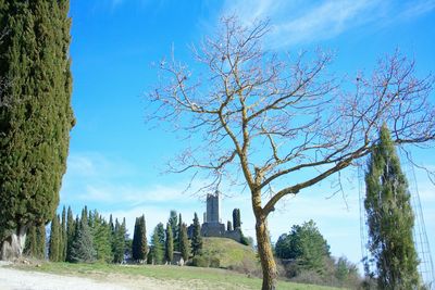 Panoramic shot of trees and plants against sky