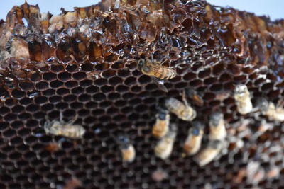 Close-up of bees on honeycomb