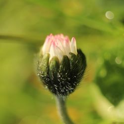 Close-up of flower bud