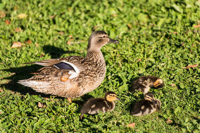 Ducks in a field