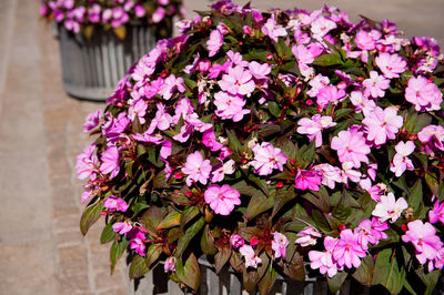 Close-up of pink flowers