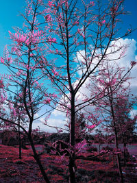 Low angle view of flowering tree against sky