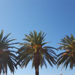 Low angle view of palm trees against clear sky