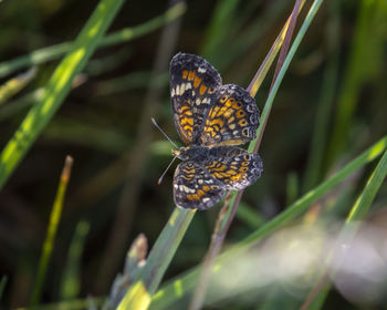 A butterfly in the grass. 