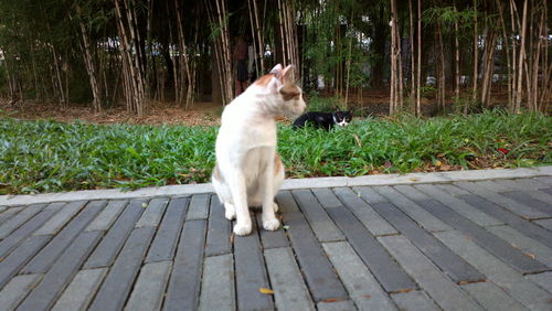 Cat sitting on footpath