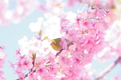 Close-up of pink cherry blossoms