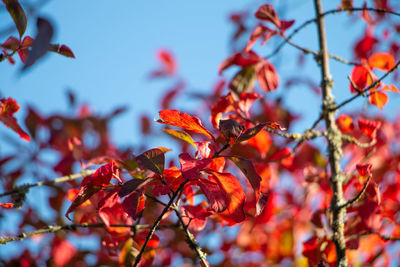 Low angle view of maple leaves on tree