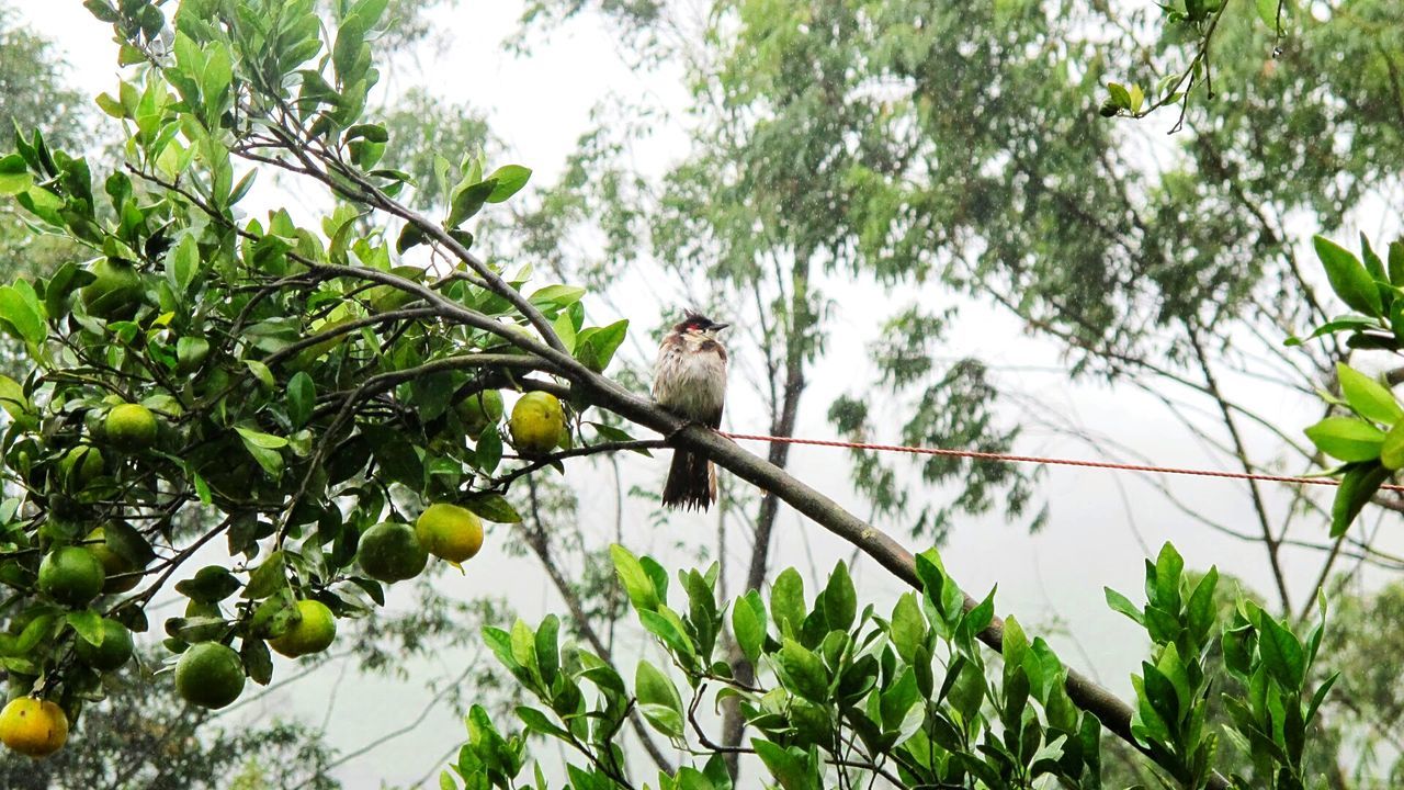 LOW ANGLE VIEW OF BIRD PERCHING ON TREE BRANCH