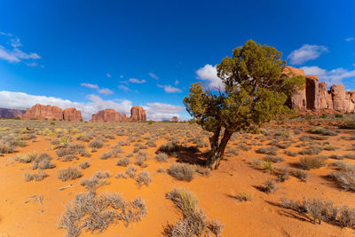 View of trees on rock formations in desert