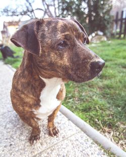 Dog looking away