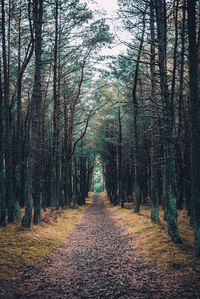 Footpath amidst trees in forest