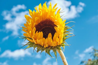 Close-up of sunflower