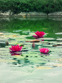 Pink lotus flower in pond