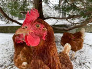 Close-up of a birds