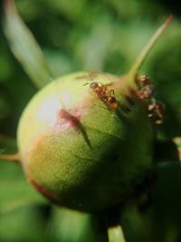 Close-up of insect on plant