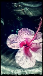 Close-up of flower blooming outdoors