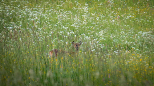 Plants growing on land