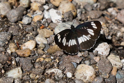 High angle view of butterfly on rock