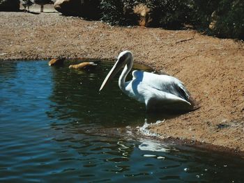 Swan swimming on lake