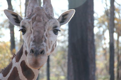 Close-up portrait of an animal