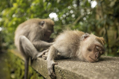 View of a monkey