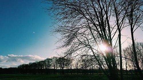 Sun shining through trees on landscape