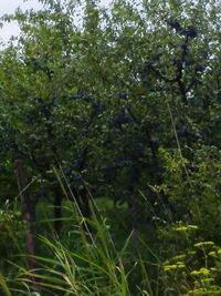 Close-up of fresh green plants