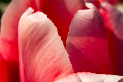 Close-up of pink rose flower