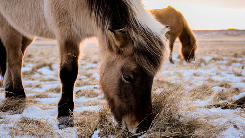 Close-up of horse grazing on field during winter