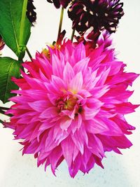 Close-up of pink flower