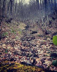 Sunlight falling on leaves in forest