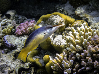 Close-up of fish swimming in sea