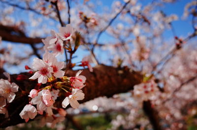 Close-up of pink cherry blossoms in spring