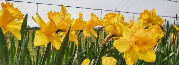 Close-up of yellow daffodil flowers