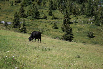 Horse grazing on landscape