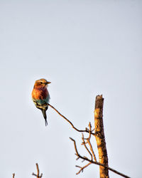 Low angle view of bird perching on branch against clear sky