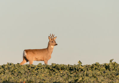 View of animals against clear sky