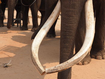 Low section of elephant in zoo