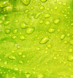 Full frame shot of raindrops on leaf