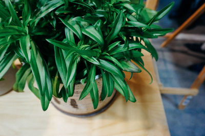 High angle close-up of potted plant on wooden table