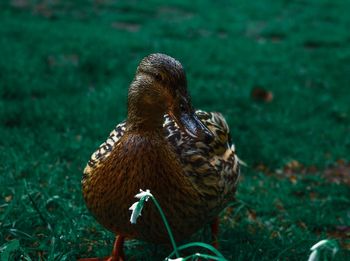 Close-up of a bird on land