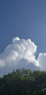 Low angle view of trees against sky