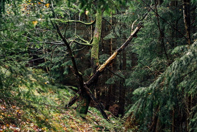 Trees growing in forest